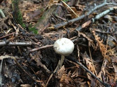 Entoloma sericellum
