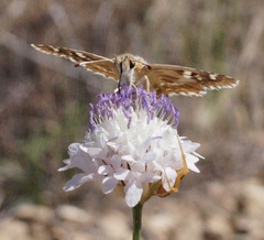 Muschampia proteides