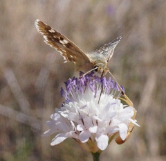 Muschampia proteides