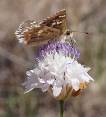 Muschampia proteides