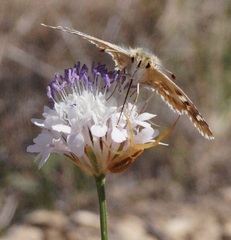 Muschampia proteides
