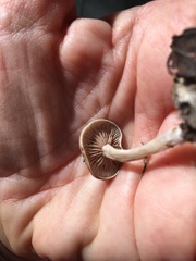 Entoloma sericellum