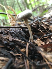 Entoloma sericellum