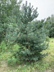 Pinus banksiana image