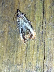 Olethreutes inornatana