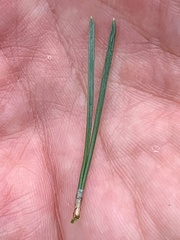 Pinus banksiana image