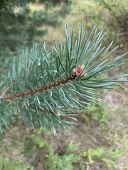Pinus banksiana image