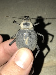 Prionotheca coronata