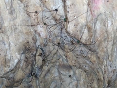 Leiobunum viridorsum