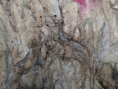 Leiobunum viridorsum