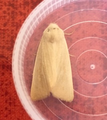 Arenostola phragmitidis