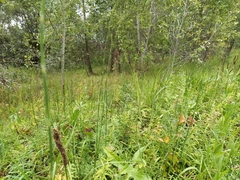 Equisetum × moorei