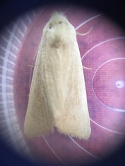 Arenostola phragmitidis