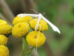 Pterophorus pentadactyla