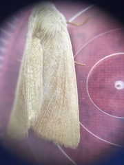 Arenostola phragmitidis