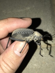 Prionotheca coronata