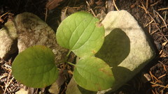 Smilax ecirrhata