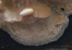 Skeletocutis amorpha