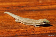 Phelsuma modesta