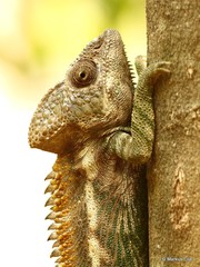Furcifer verrucosus