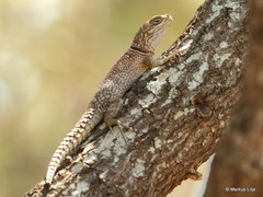 Oplurus cyclurus
