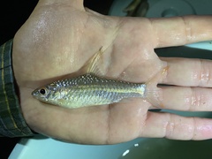 Enteromius prionacanthus