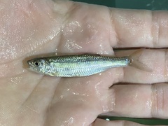 Opsaridium ubangiense