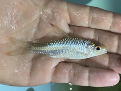 Enteromius prionacanthus