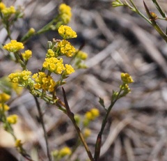 Bupleurum brachiatum