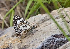Melanargia occitanica