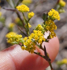 Bupleurum brachiatum
