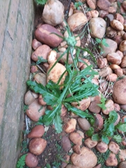 Asteraceae