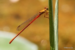 Ceriagrion