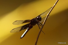 Thermorthemis madagascariensis