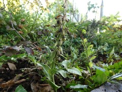 Epipactis phyllanthes