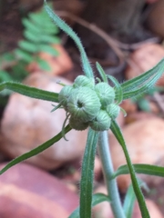 Asteraceae
