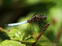 Orthetrum azureum