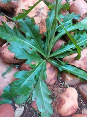 Asteraceae