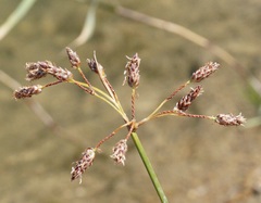 Schoenoplectus litoralis