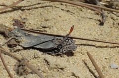 Ammophila heydeni