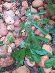 Asteraceae