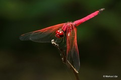Trithemis selika