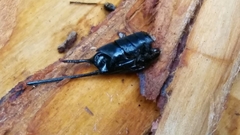 Urocerus californicus