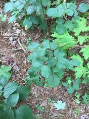 Desmodium viridiflorum