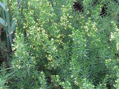 Galium capense capense
