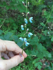 Desmodium viridiflorum