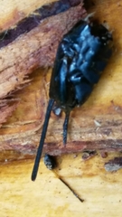 Urocerus californicus