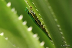Phelsuma lineata