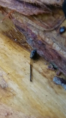 Urocerus californicus