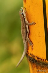 Phelsuma modesta modesta